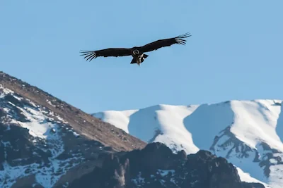Colca Canyon Tour