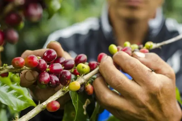 Camu camu being harvested and being one of the most nutritious Peruvian superfoods from the jungle.
