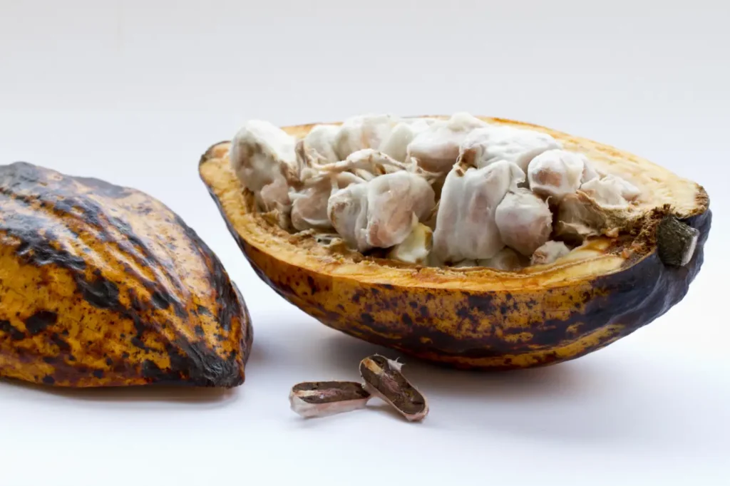 cacao