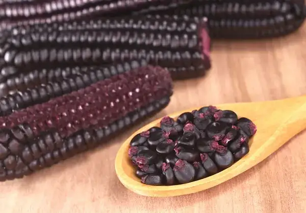Purple corn the secret behind chicha morada