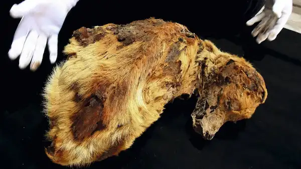 Chiribaya dog mummy at a museum