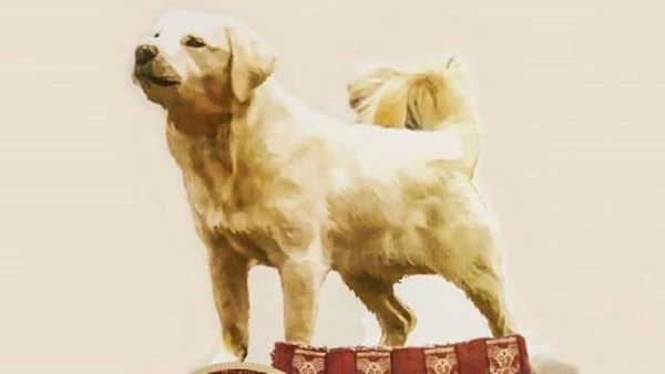 Picture of the official photo of the Chiribaya dog