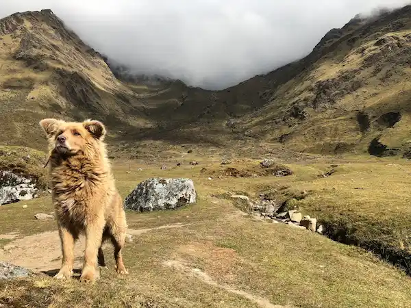 Chiribaya dog on the mountain