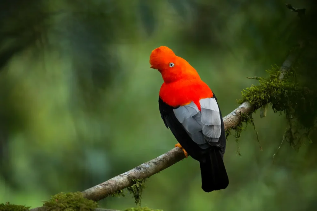 cock of the rock