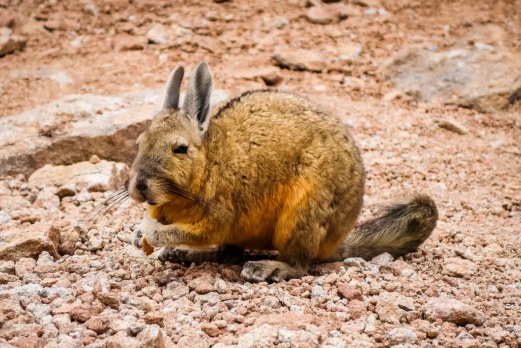 southern viscacha