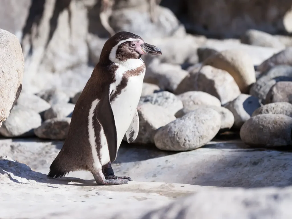 humboldt penguin