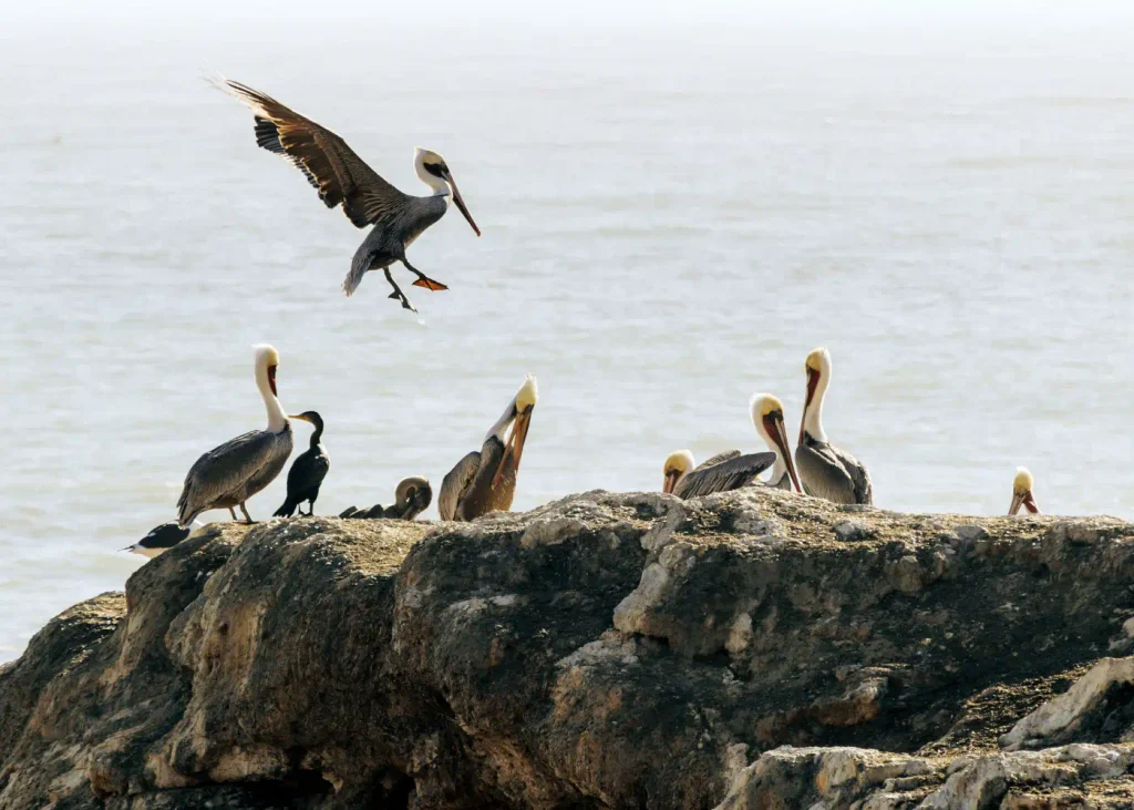 peruvian pelican