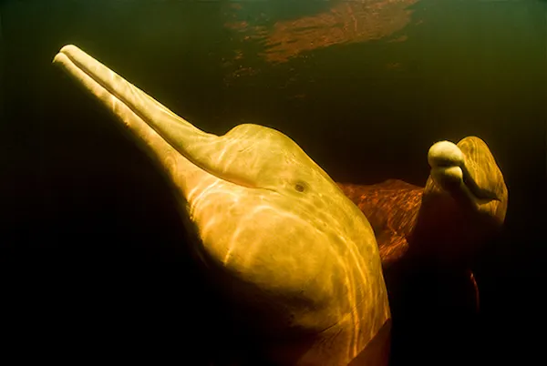 Habitat destruction and its impact on pink river dolphin populations