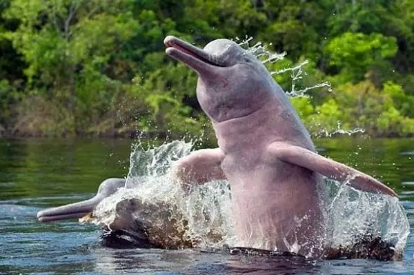 How pink river dolphins use their flexible bodies for survival. interesting facts about Pink River Dolphins