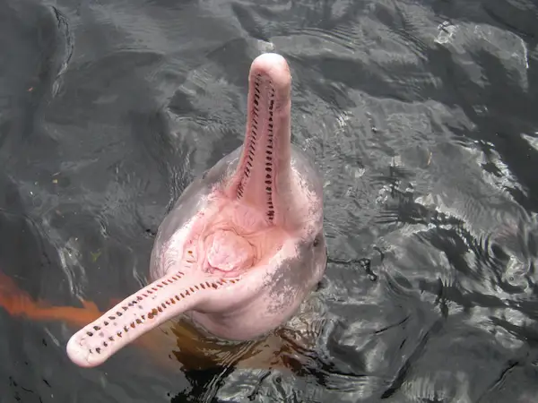 How their teeth help them catch prey in murky waters. interesting facts about Pink River Dolphins