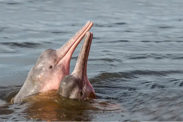 Mating rituals and what makes male dolphins stand out interesting facts about Pink River Dolphins