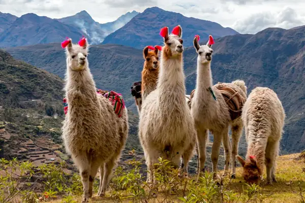 Top 20 animals of Peru that should know