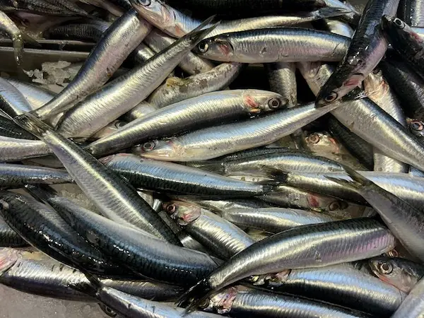 Anchoveta