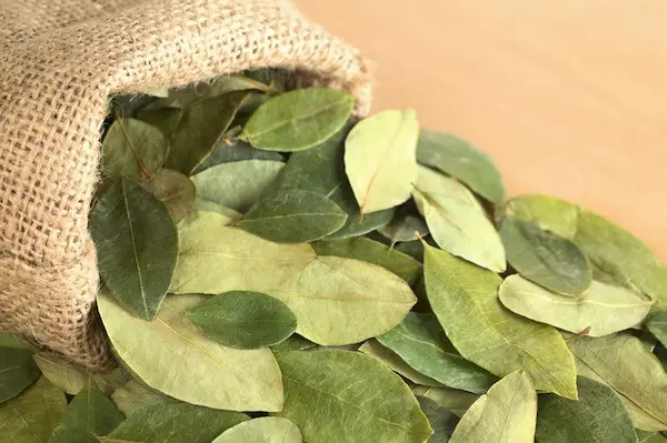 Nutrients and composition of coca

