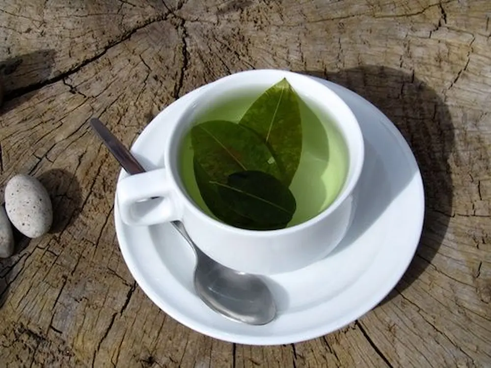 What is the coca leaf