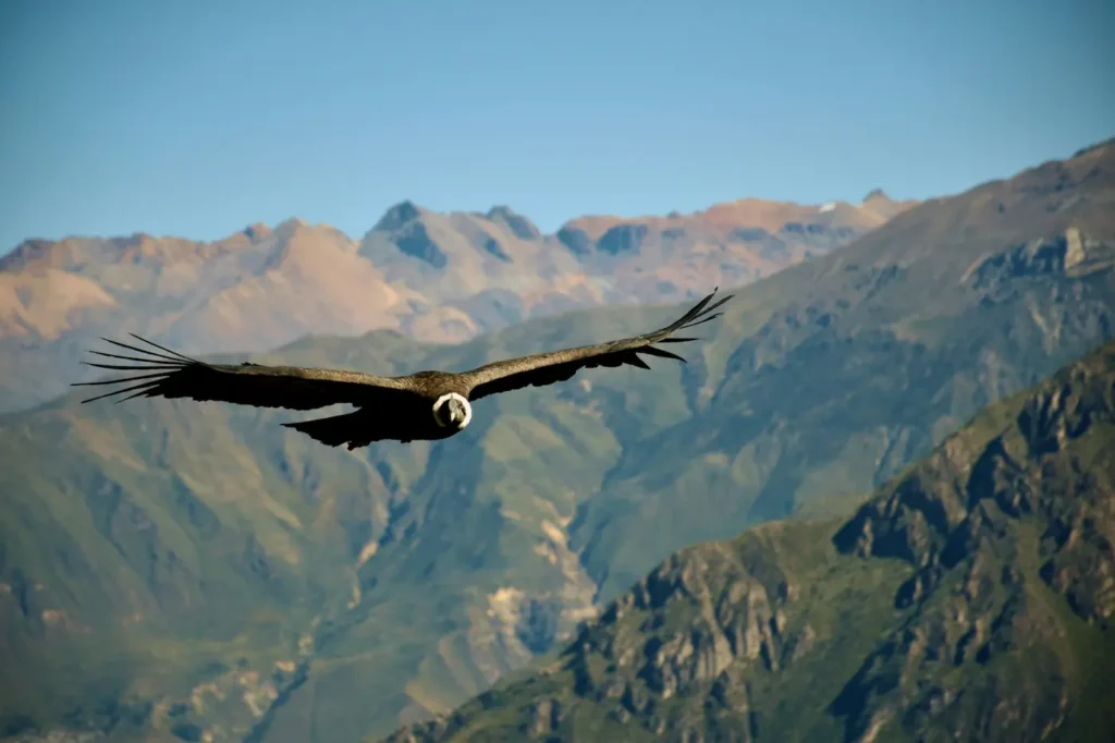 colca canyon