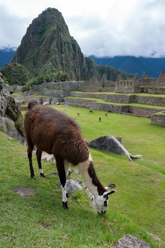 llama in machu picchu