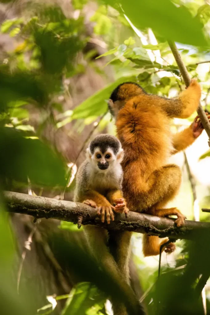Two Squirrel Monkeys
