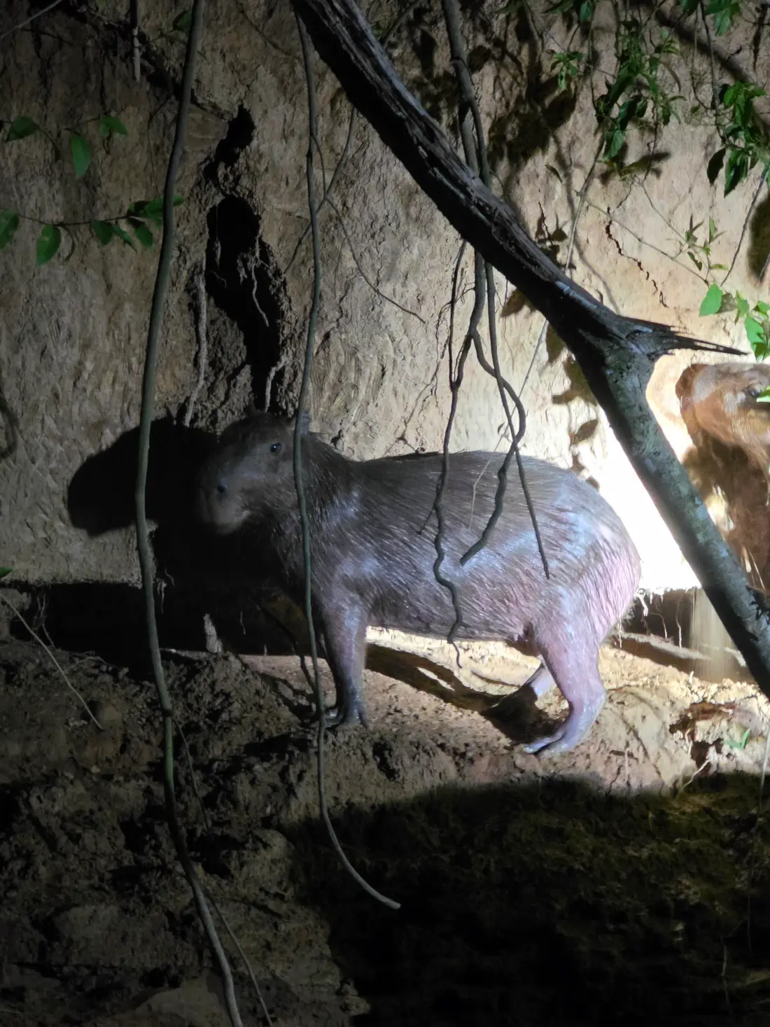 capybara in the jungle