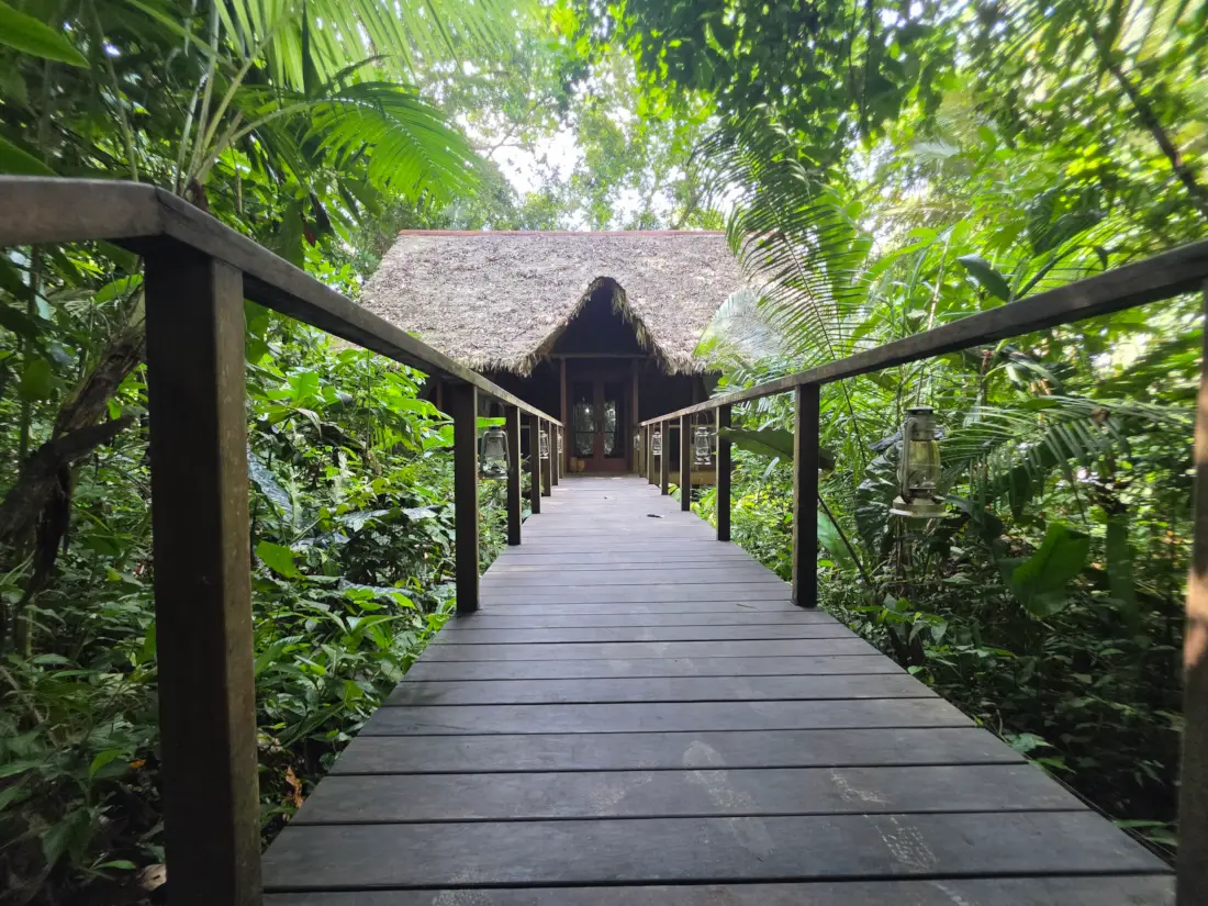 Bridge in the jungle