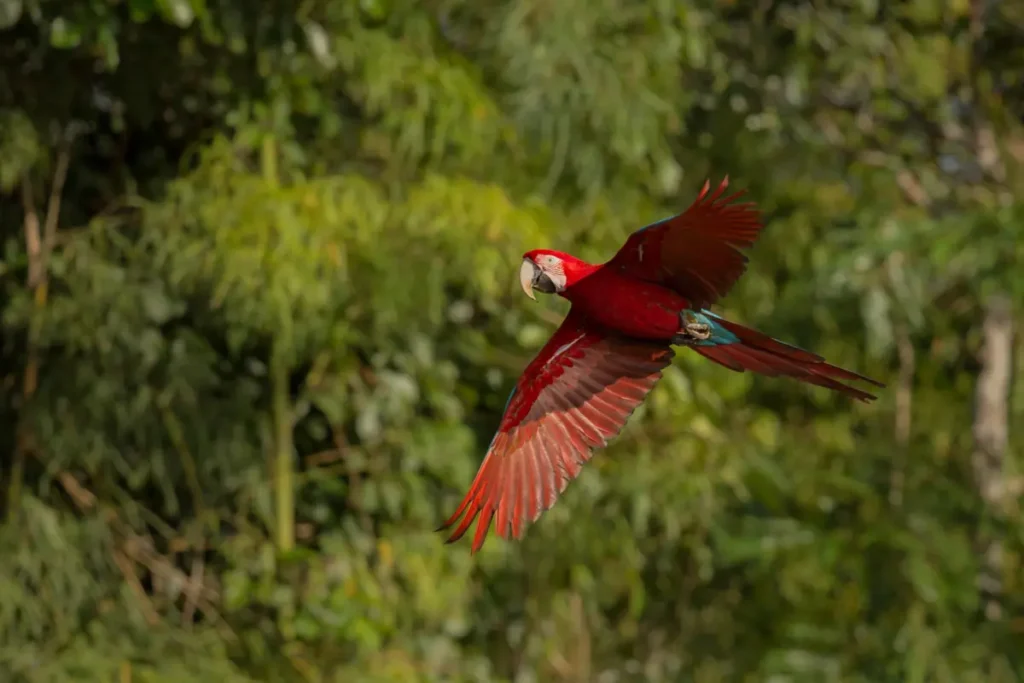 flying macaw