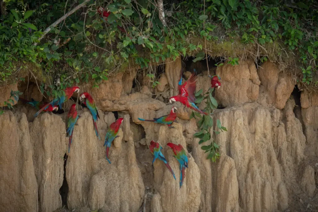 macaw south america