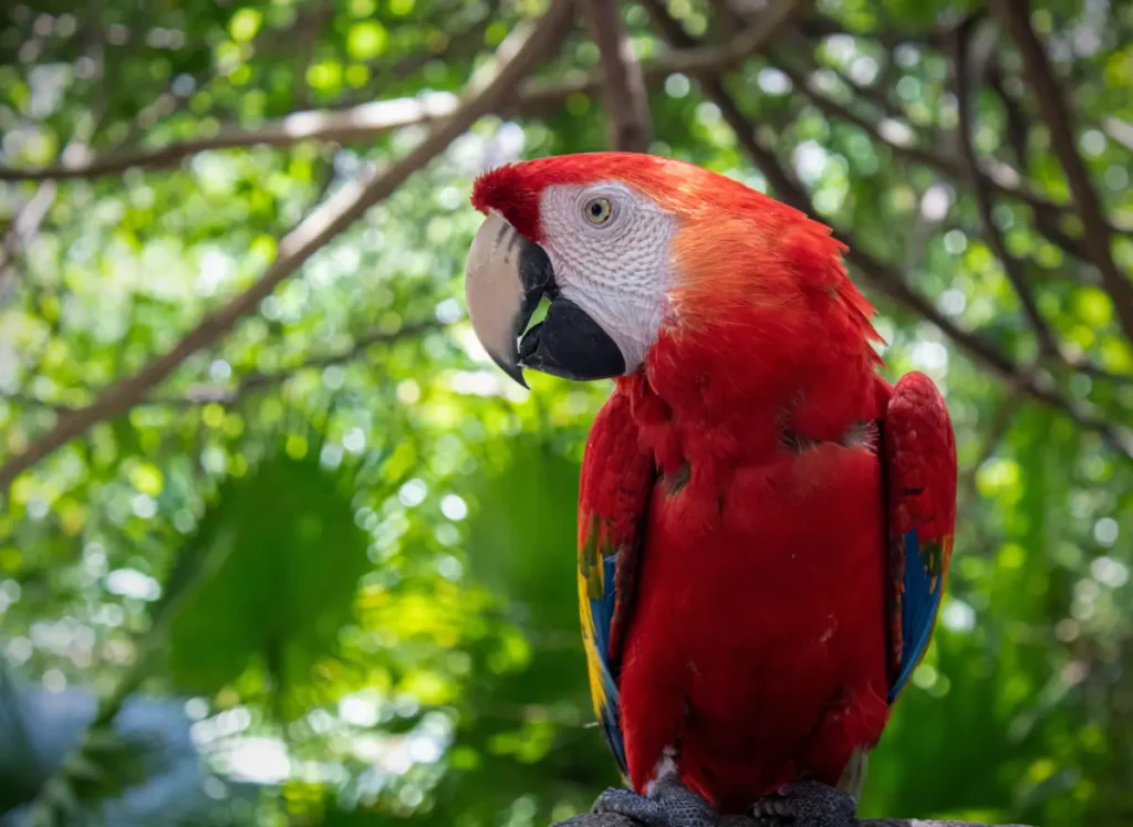scarlet macaw