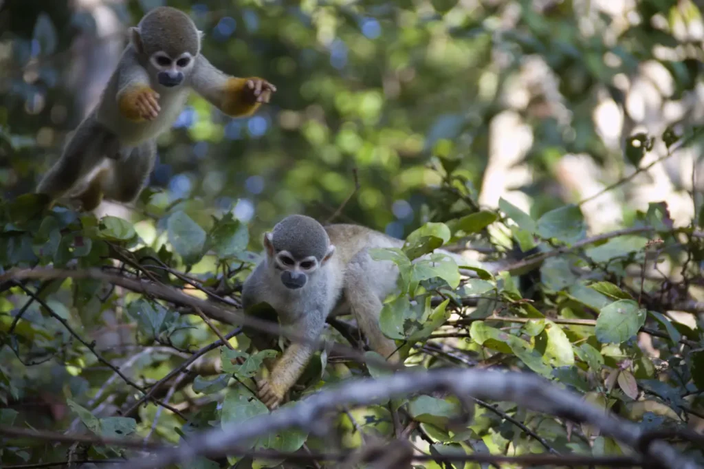 2 little monkeys in the jungle